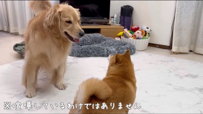 家の中で柴犬と遊ぶゴールデンレトリバー