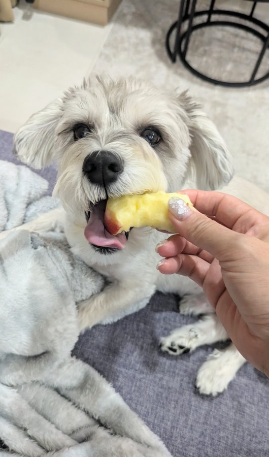 おやつ