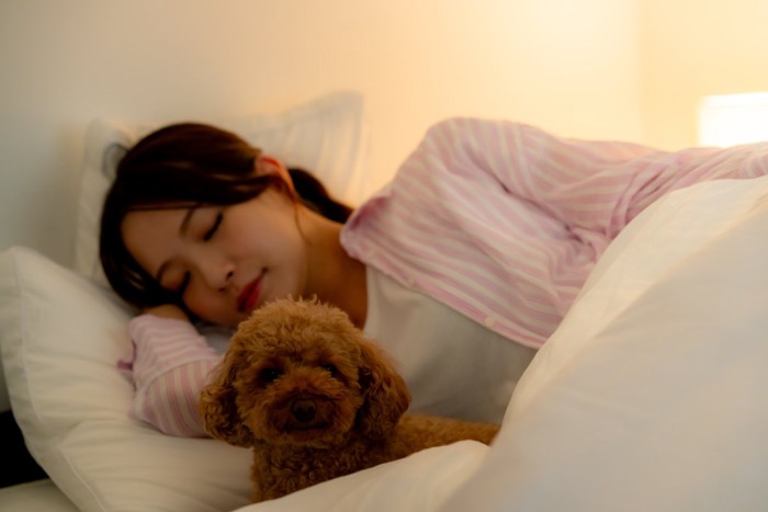 飼い主と一緒にベッドに入る犬