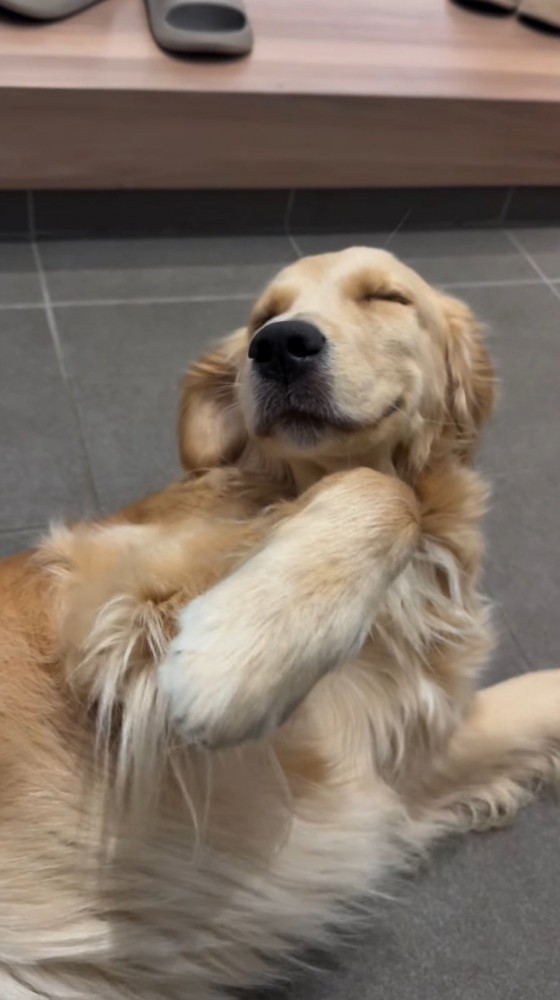 目を細めて飼い主にお腹を見せる犬