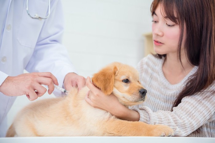 病院で獣医師に注射される犬