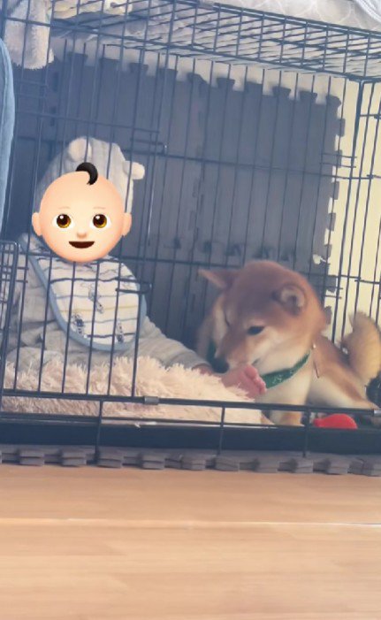 赤ちゃんをあやす虎哲くん