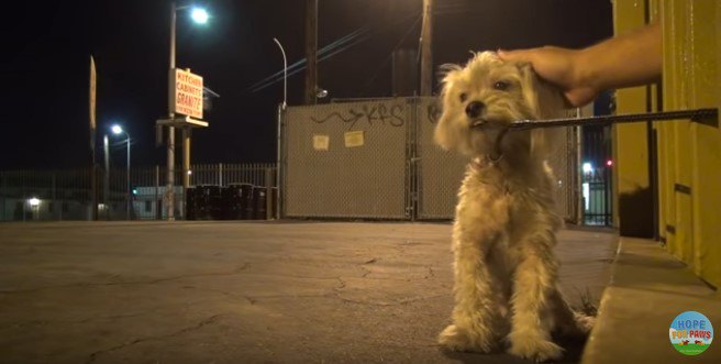 犬の頭をなでる