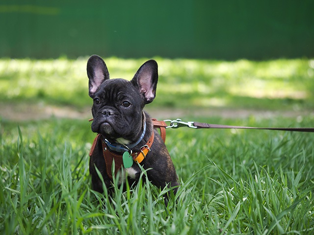 草むらに座るお散歩中の犬