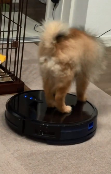 ロボット掃除機に乗るナッツちゃん
