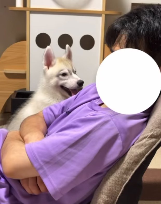 飼い主を見つめるハスキー犬