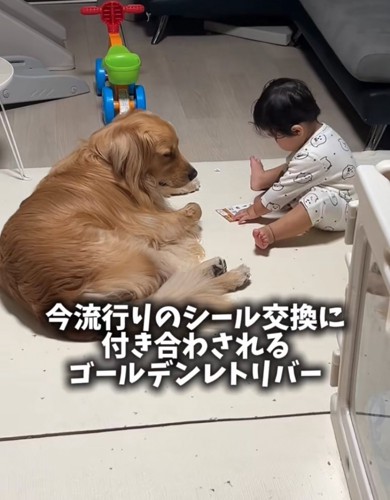 ベッドの近くにいる2匹の柴犬