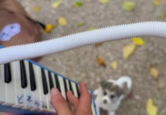 ひとりぼっちでさまよっていた