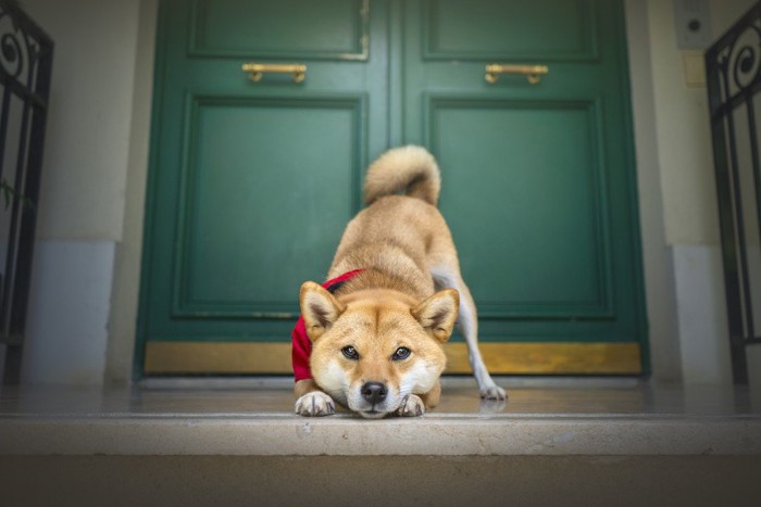 ドアの前で待ち構える犬