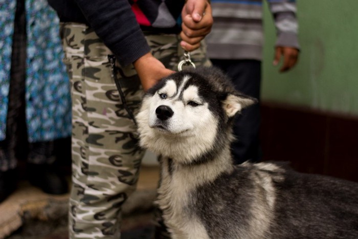 チョークチェーンを締められる犬