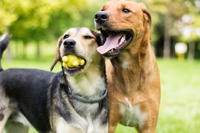 おもちゃで遊ぶ2頭の犬