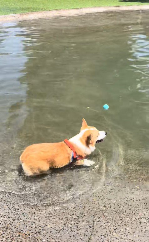 ボールを水に落としたリッツくん8