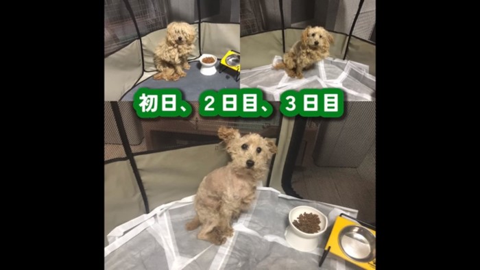 ももたくんの変化