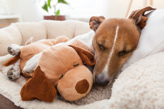 ぬいぐるみと気持ちよさそうに眠る犬