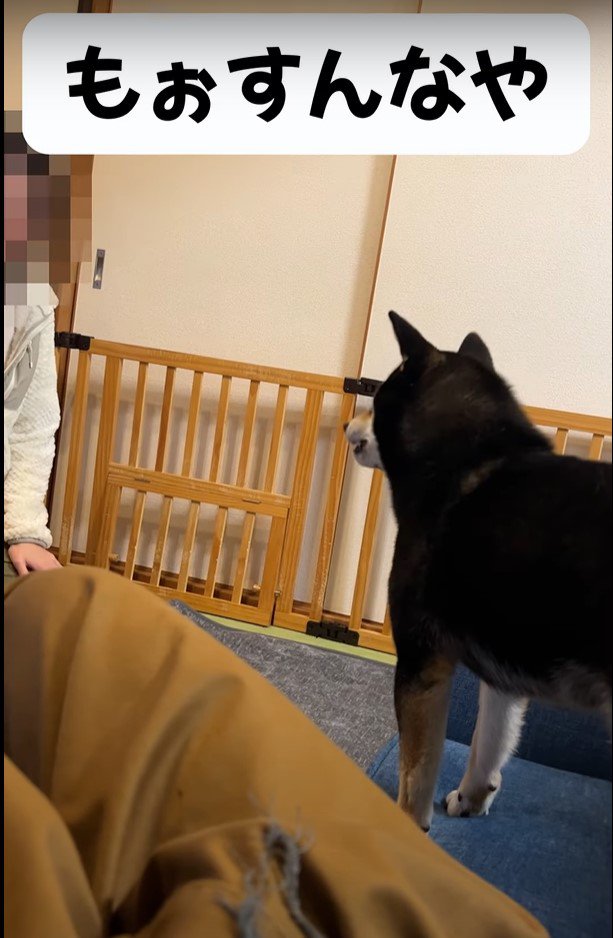 「もぉすんなや」という犬の後ろ姿