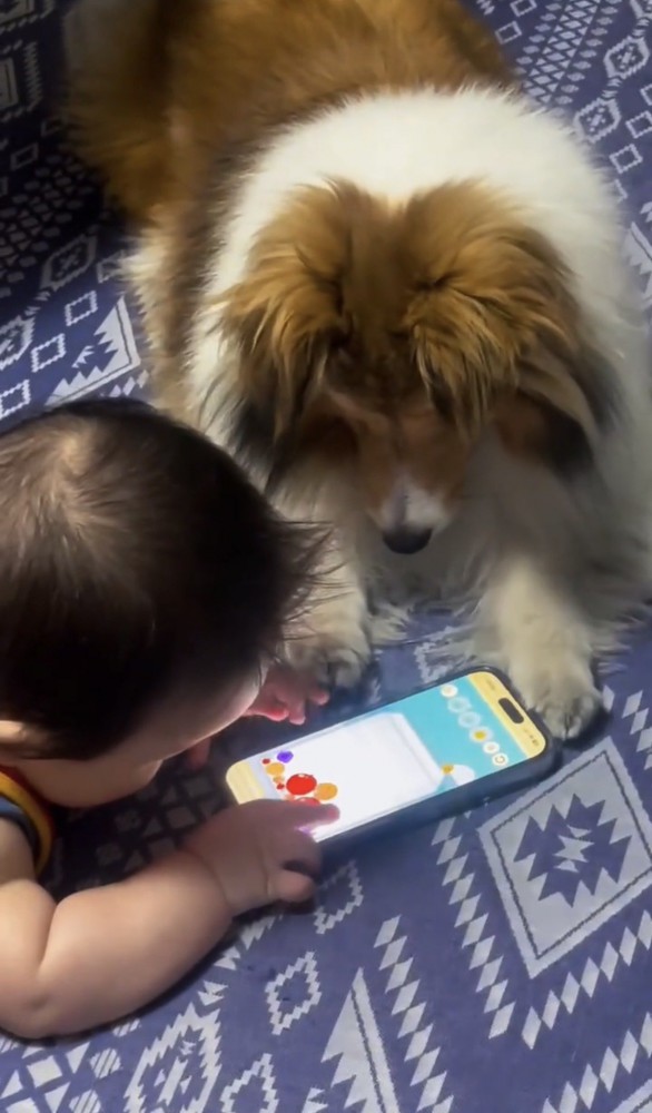 並んで画面を見つめる赤ちゃんと犬
