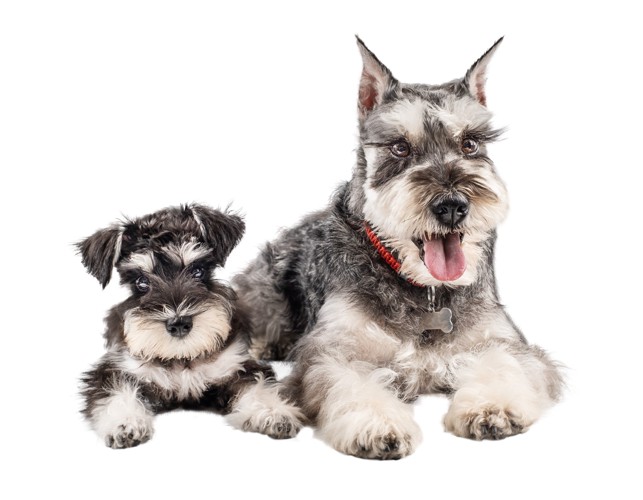 並んで伏せるミニチュア・シュナウザーの子犬と成犬