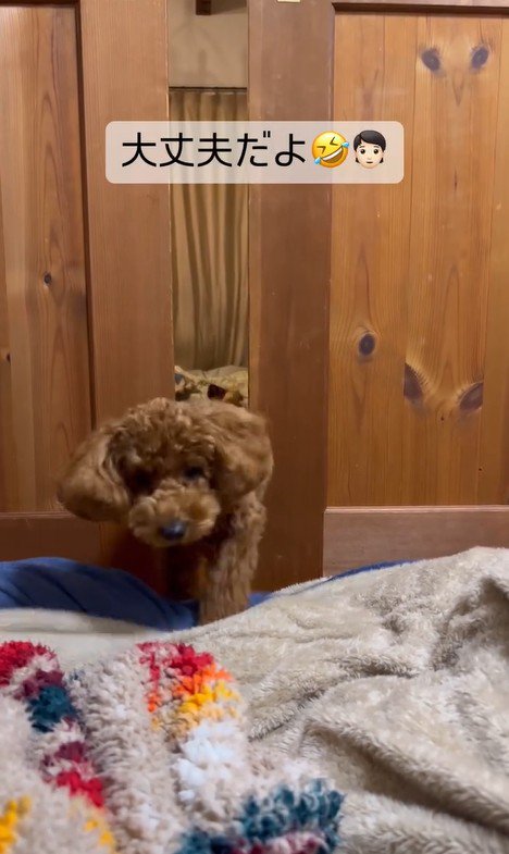 パパさんを心配するポポくん6