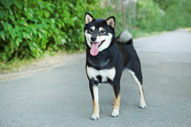 黒毛の柴犬