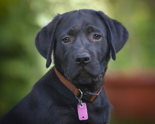 首輪にネームタグをつけている黒い犬