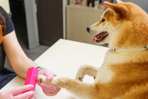 爪やすりされる柴犬