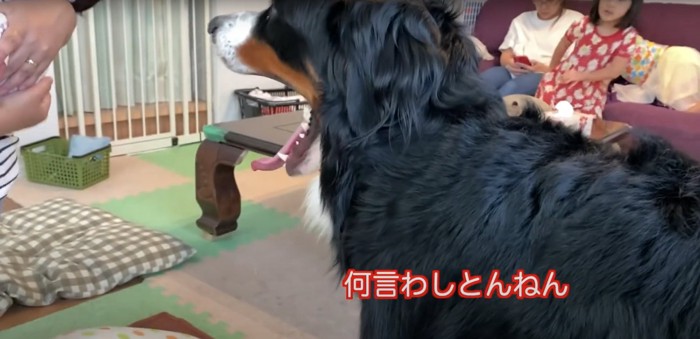 あくびをする大型犬