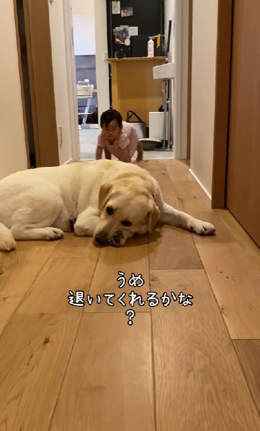 廊下でお昼寝中のウメちゃん