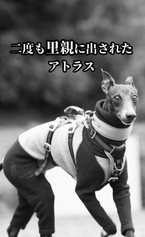 2度捨てられた犬