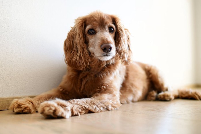 床でくつろぐ犬