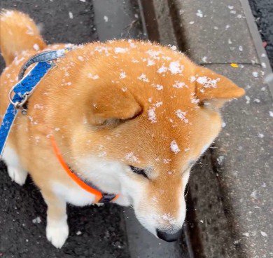 揚げパン