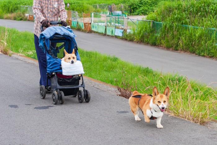 カートの老犬と若い犬の散歩