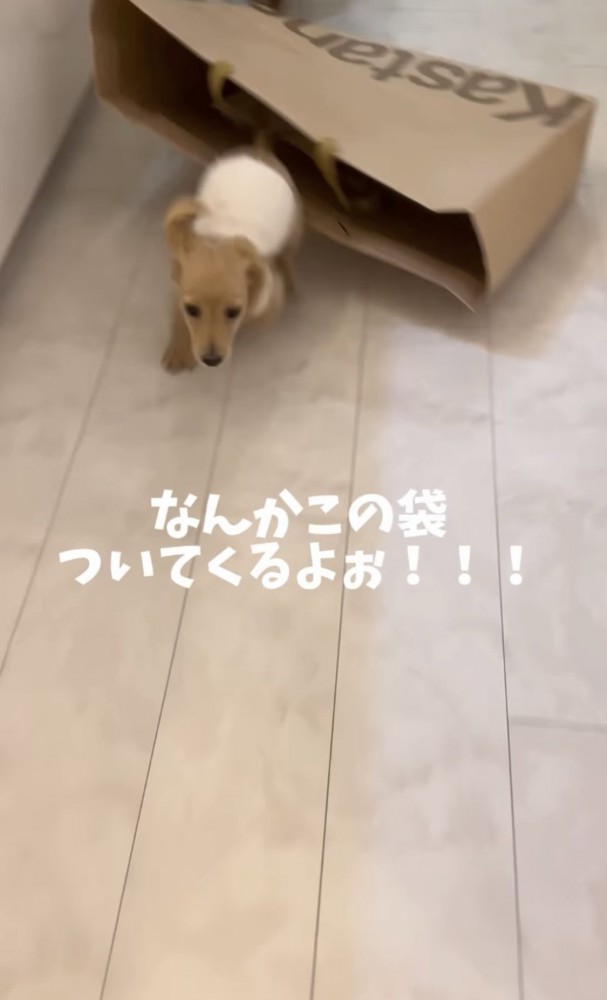 廊下を走る犬