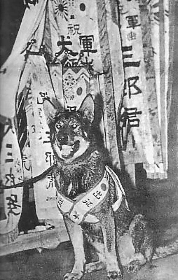 IJA War dog.JPG