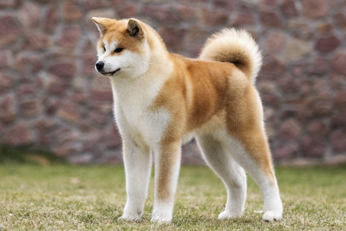 芝生の上に立つ秋田犬