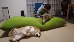 お腹を見せる犬