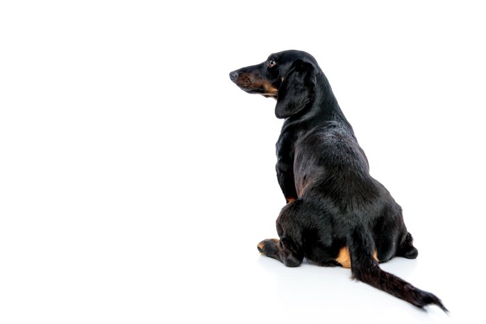 お尻を床につけている犬