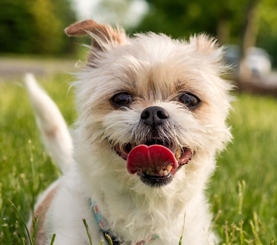 笑う子犬