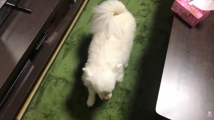 ルンルンでお風呂場へ移動♪