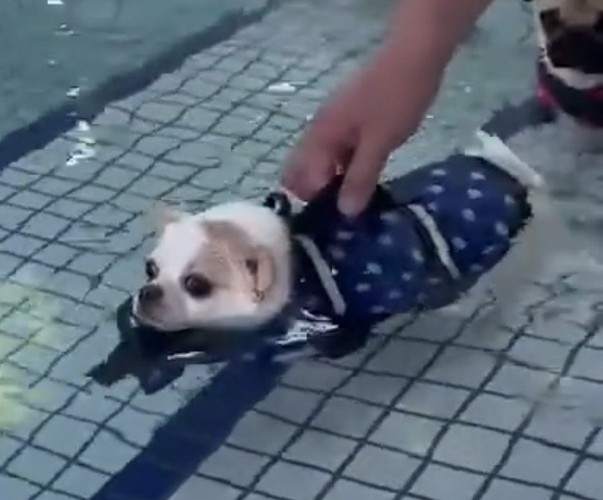 ライフジャケットを支えられる犬