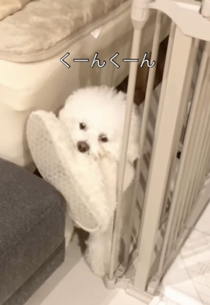 白いスリッパを咥える犬2