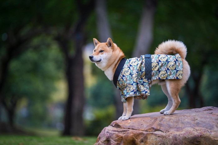 岩の上に立つ着物を着た柴犬