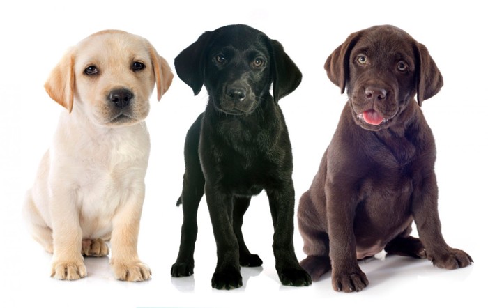 毛色の違う3頭のラブラドールの子犬