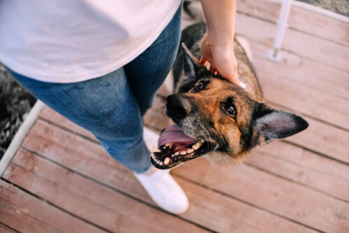 飼い主を見上げる犬