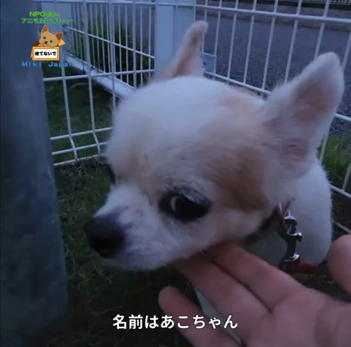 保護されたあこちゃん