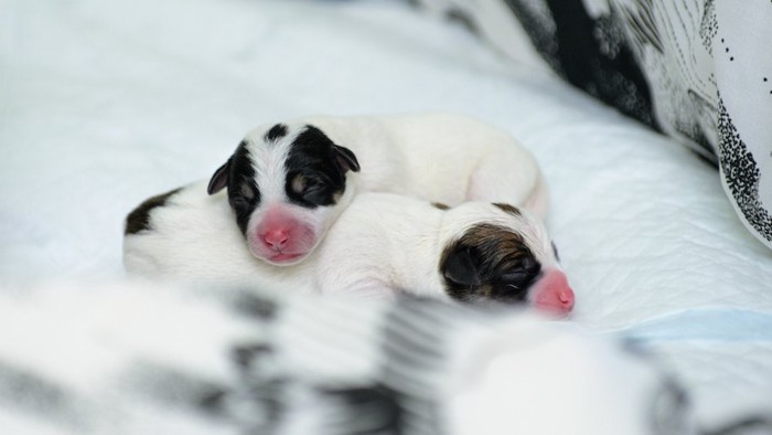 ブランケットの上の生まれたての子犬たち