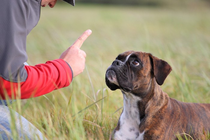 指に注目する犬