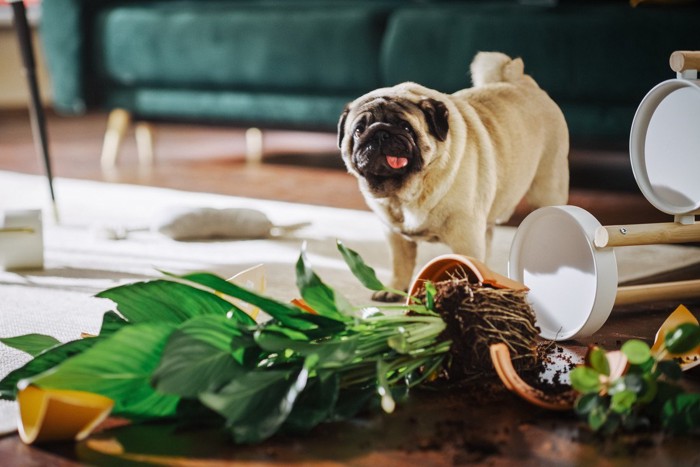 倒した鉢植えを眺める犬