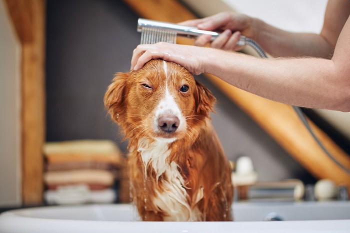 シャワーを当てられる茶白の犬