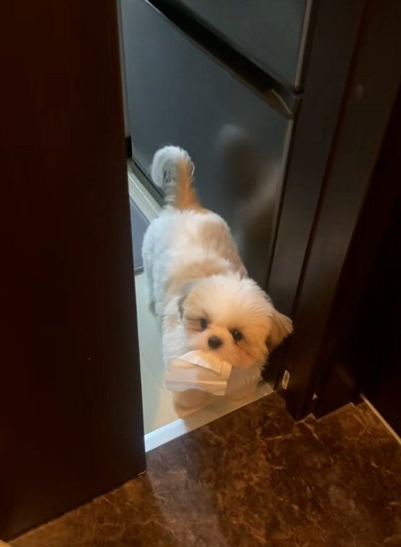 ティッシュを咥えてきたよもぎくん