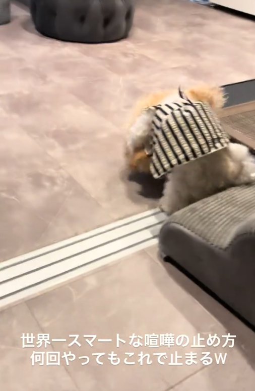 ケンカする犬1